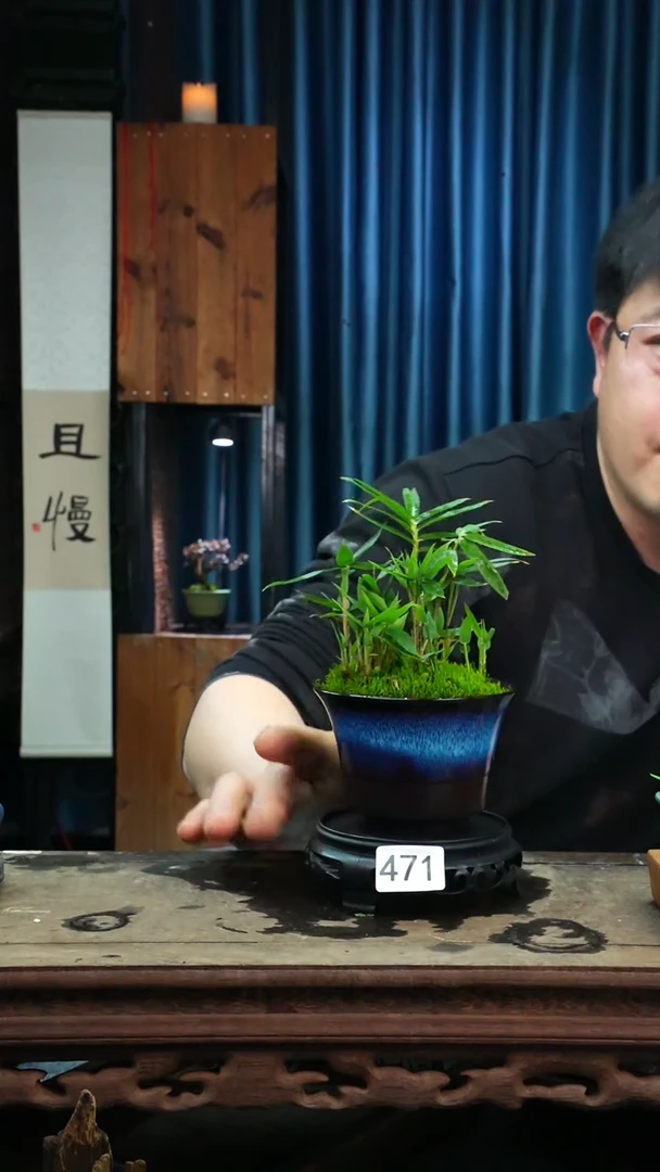 【闪购商品】苔藓微景观471号