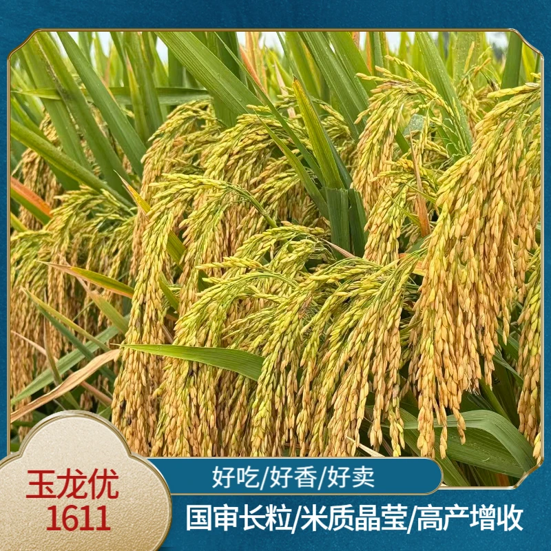 瀑布杂交水稻玉龙优1611 高产型 抗病抗倒 优质二级米 国审水稻