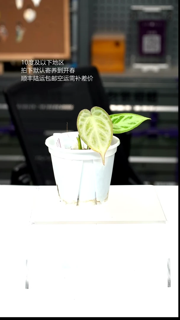 完全开放银色面纱