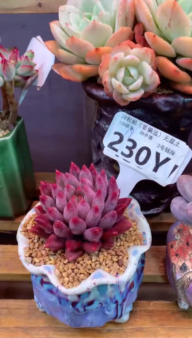 230Y（一物一拍，精品多肉，w所见即所得 ）