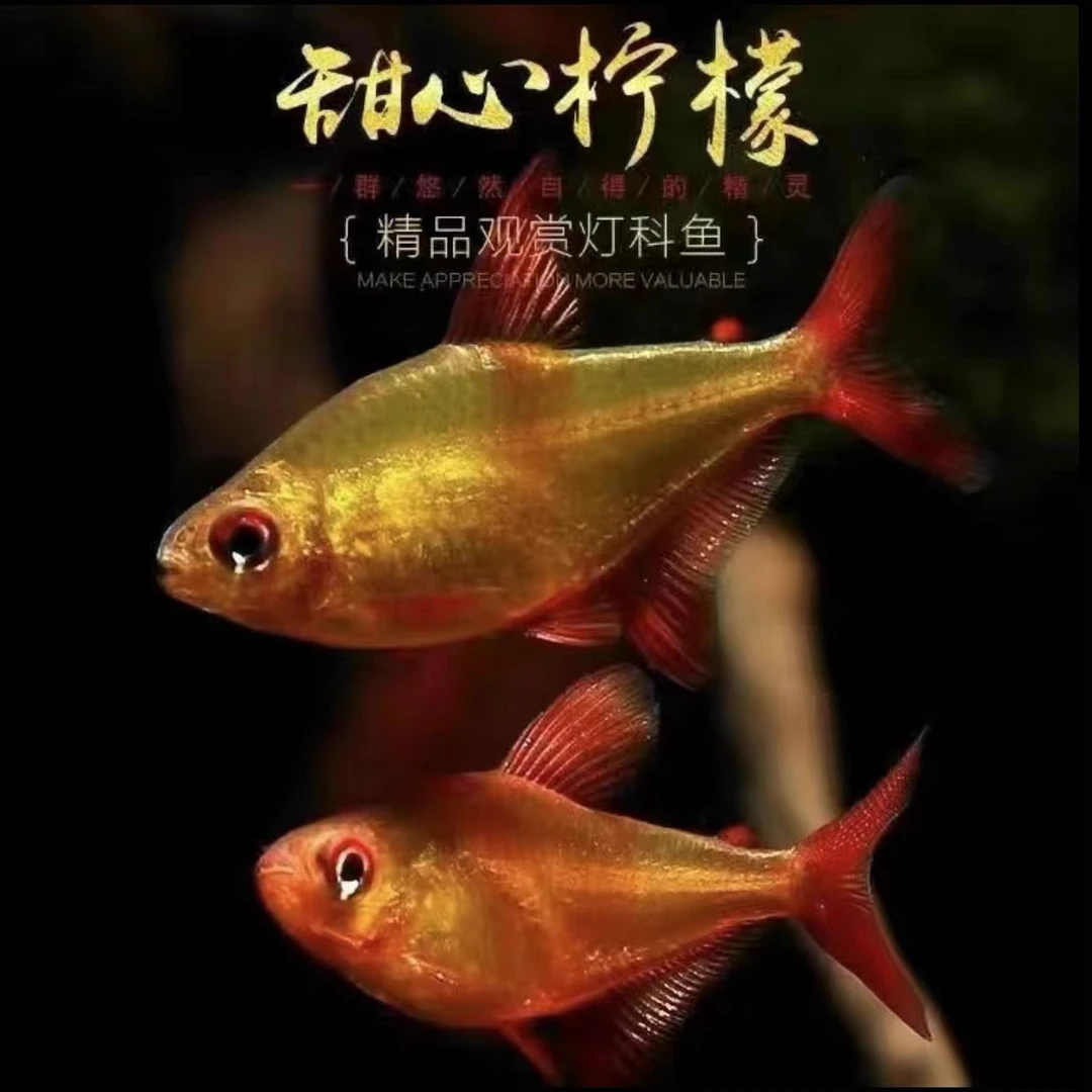 甜心柠檬高端灯鱼 南美热带观赏鱼 水草缸群游活体灯鱼