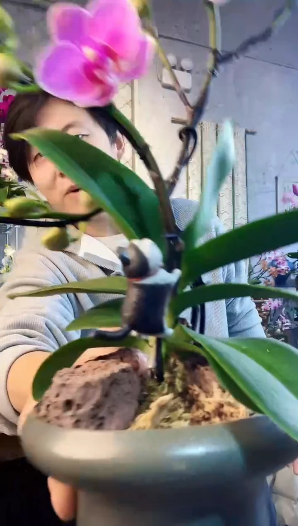 大部分花苞少量开放777蝴蝶兰一物一拍