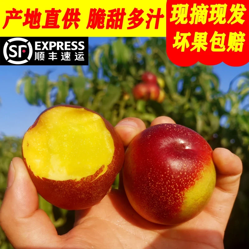 【顺丰发货】2025头茬黄肉油桃脆甜好吃新鲜采摘果汁水充足5斤/箱