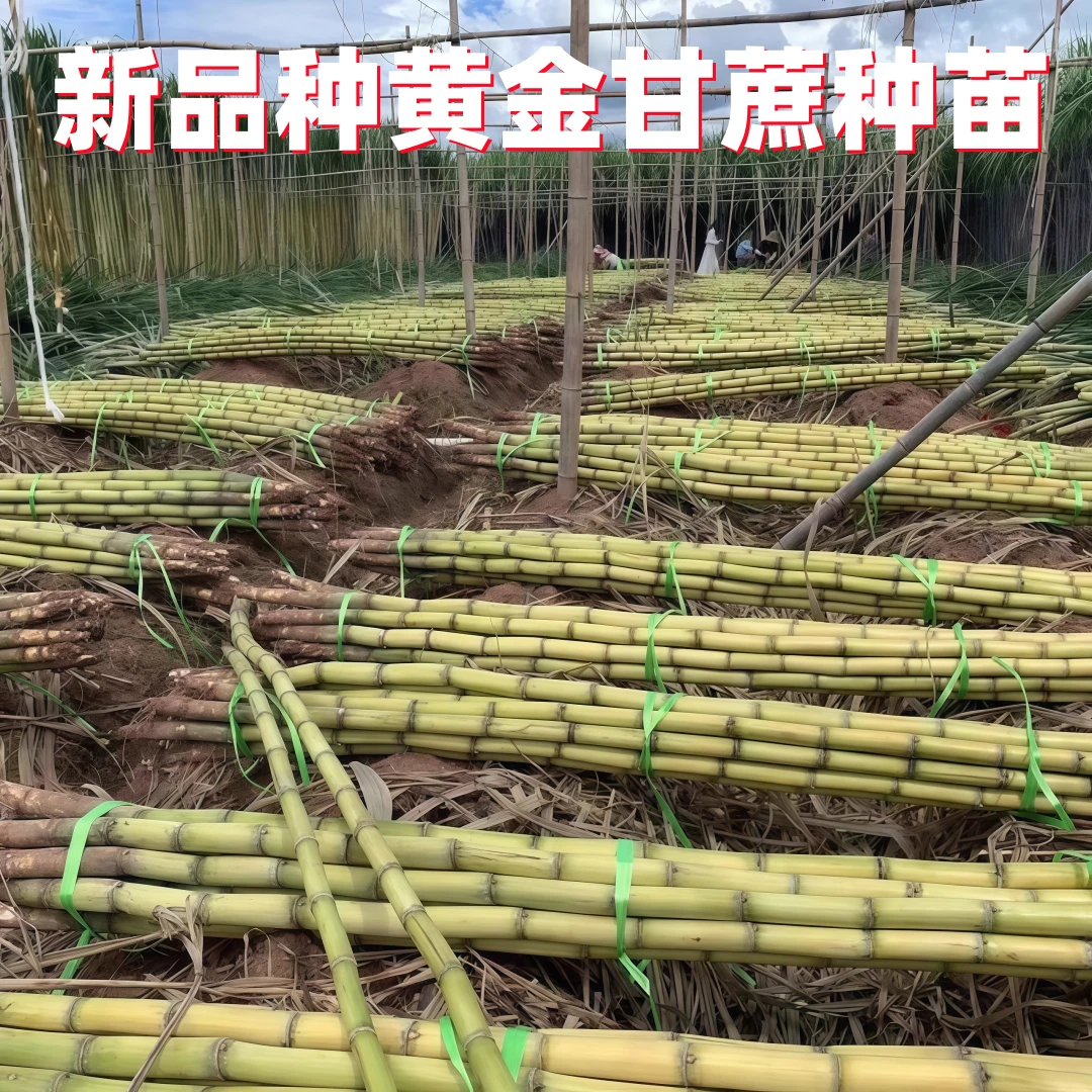 广西黄皮甘蔗苗种籽黑皮种子高产脆甜青皮云南黄金甘蔗树苗甘蔗苗