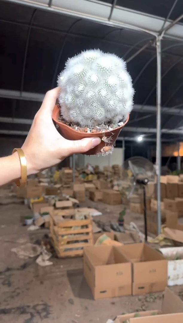 【带根】白小丁 群生