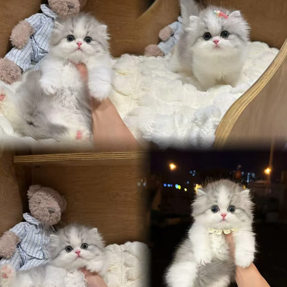 (仙奈尔渐层猫合)T猫猫活体
