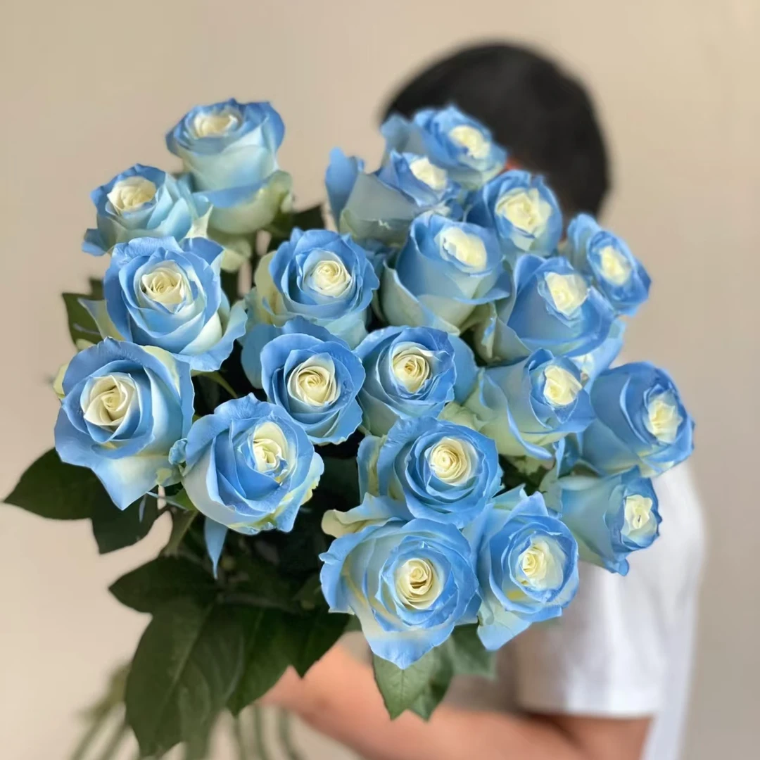 【碎冰蓝】玫瑰花任意拍两单升级顺丰三单送配草 家庭养花手捧花