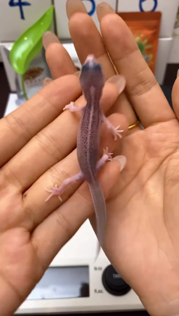 豹纹守宫Scale Tail 爬宠B4