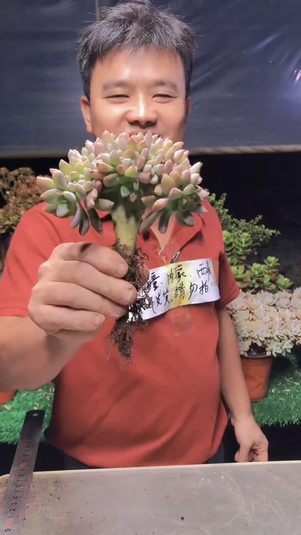135淡雪缀化一物一拍