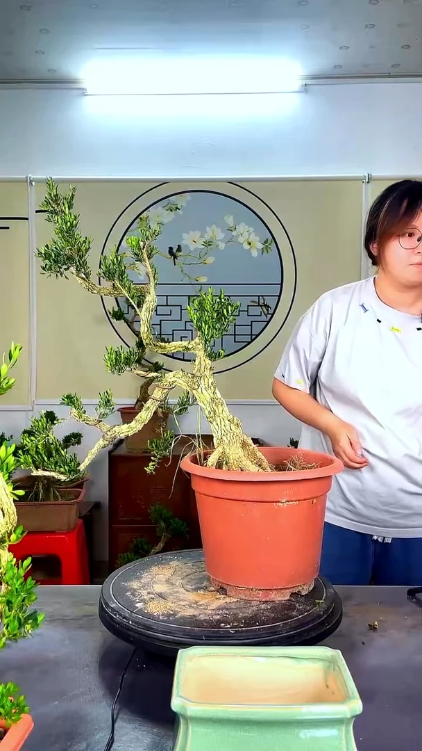 无花朵风*塘广东雀舌黄杨
