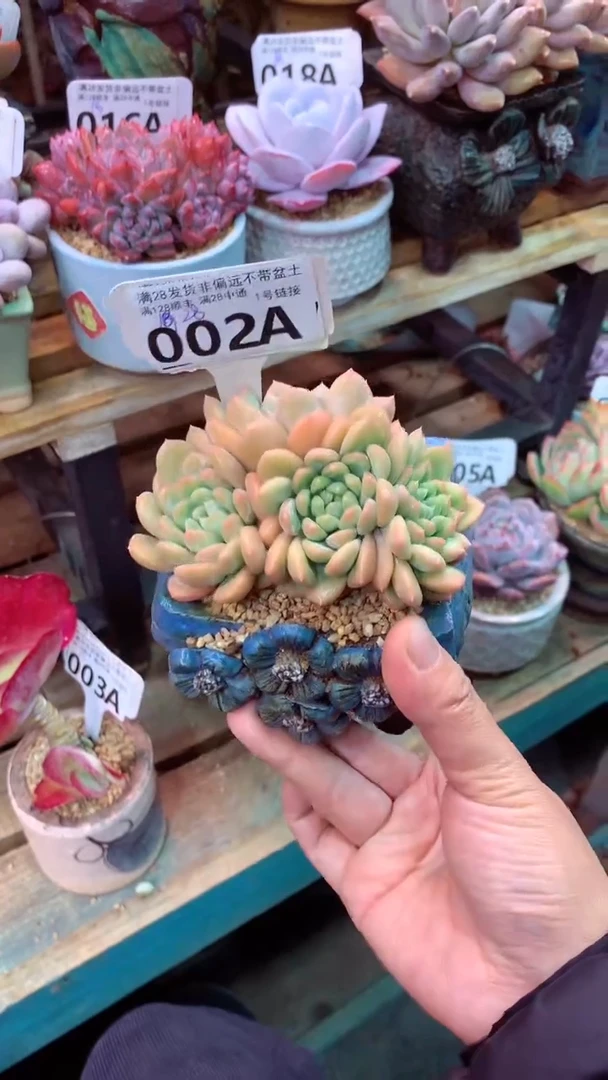 002A（一物一拍实付满28发货，默认不带盆土）