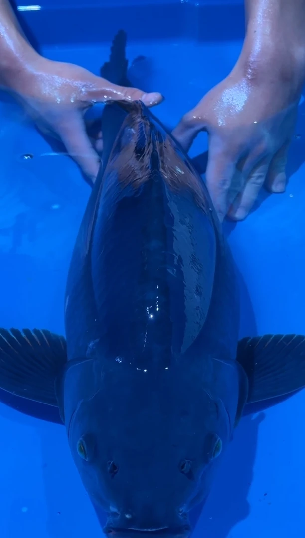 锦鲤佛山金隆锦鲤直播专用闪购链接，不支持7天无理由退货退款