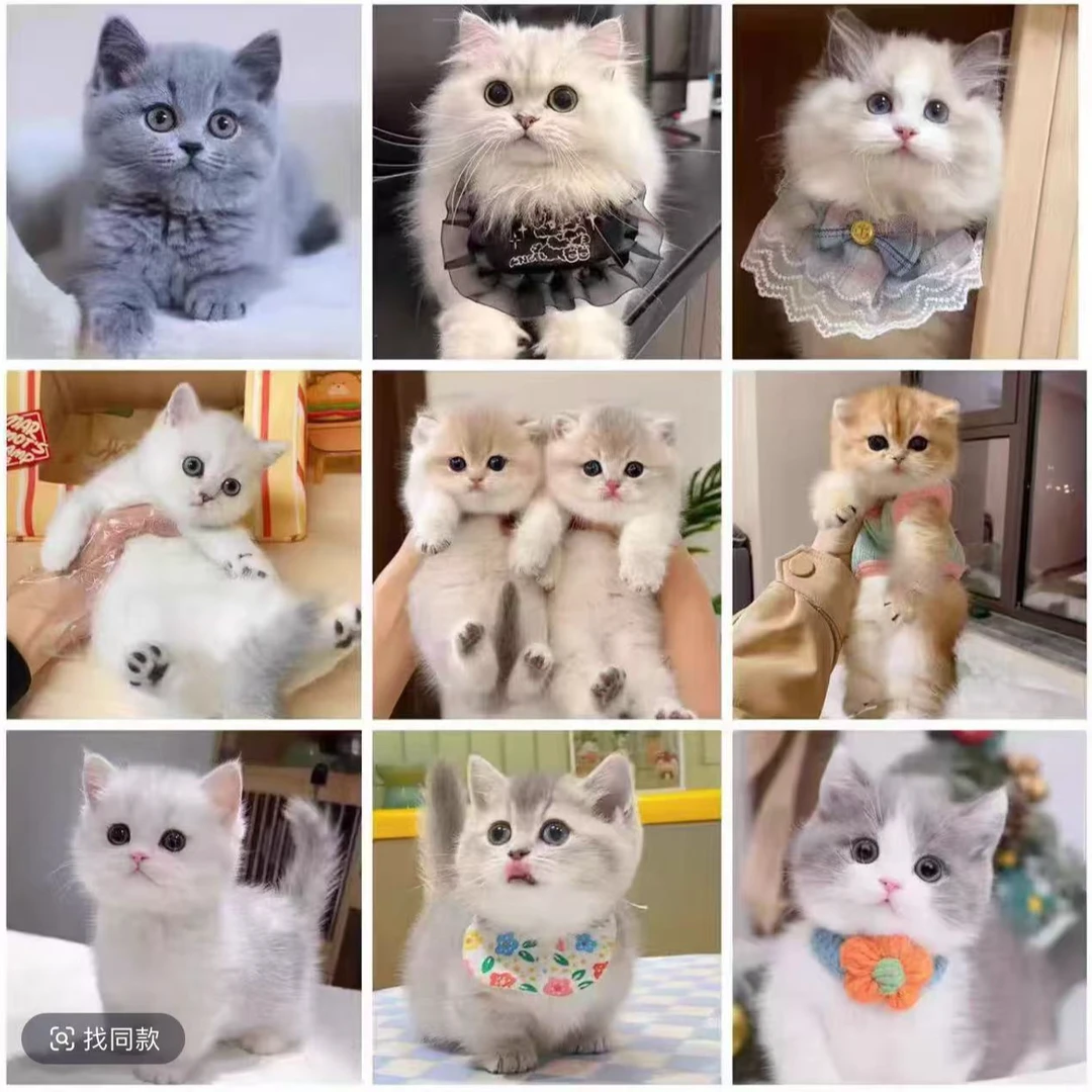 直播间活体猫咪专属链接