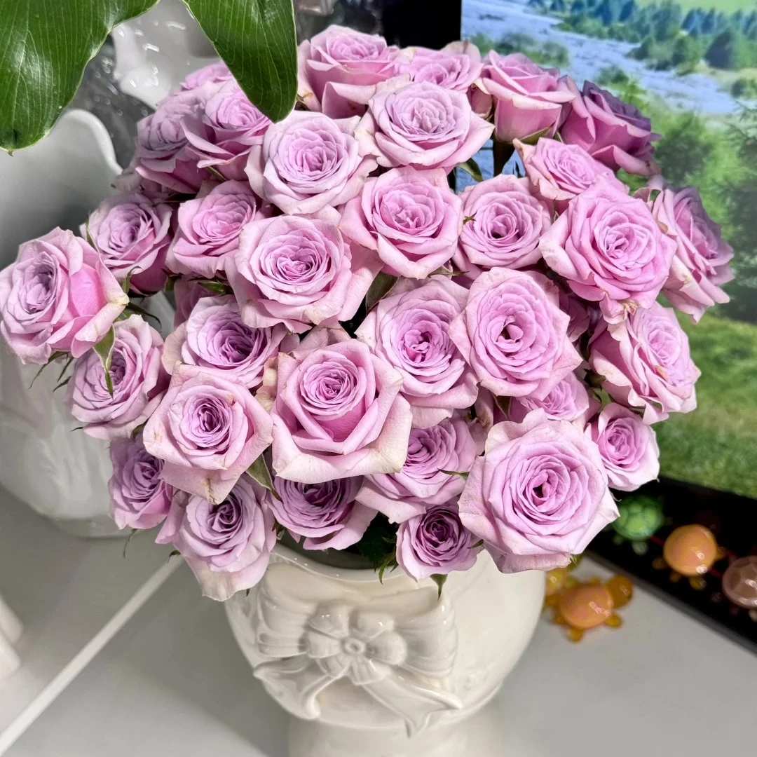 【北方玫小朵玫瑰&莱拉】花期特久产地直发两单顺丰包邮