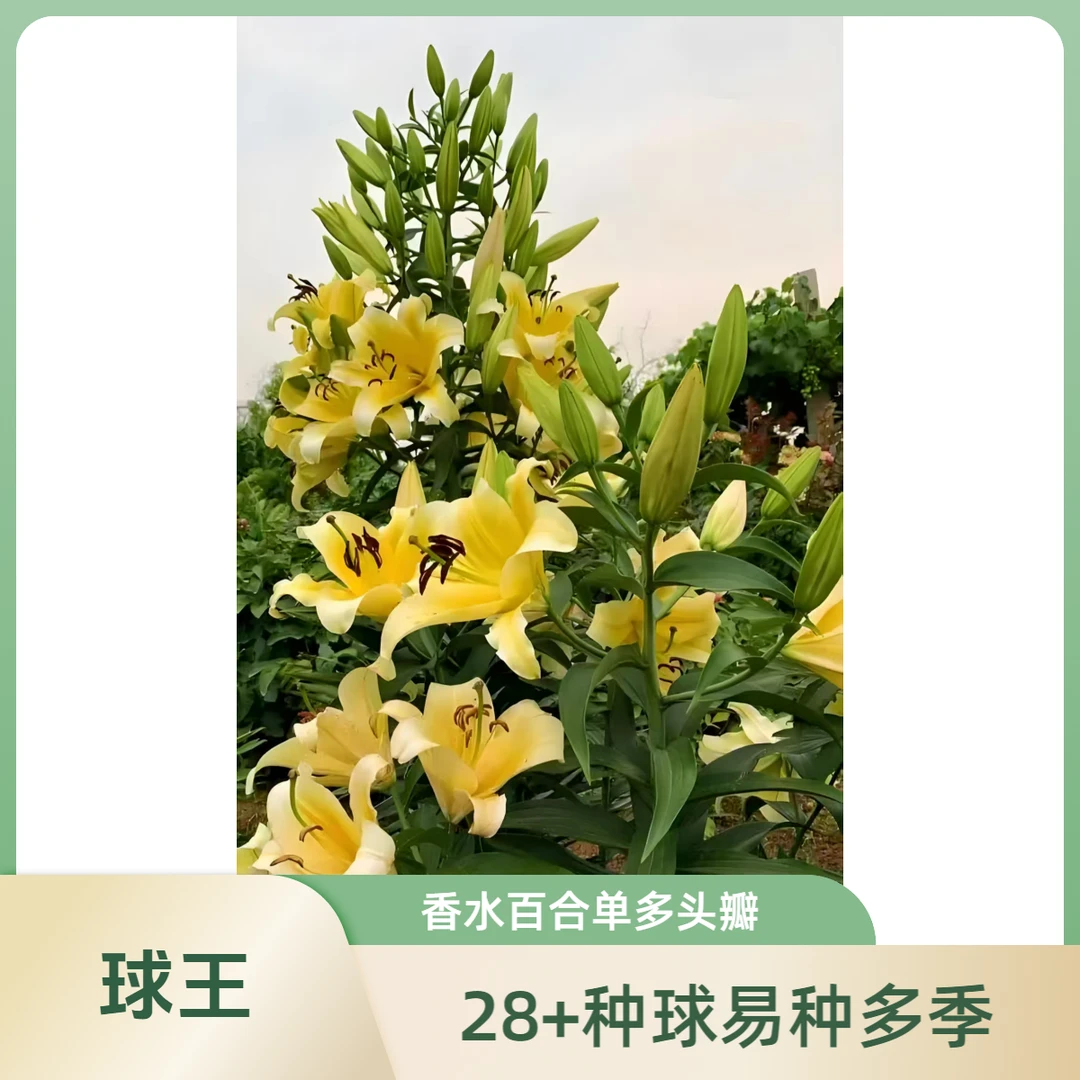 【28+黄天霸】球王种球 香水百合 室内户外阳台单瓣多头 四季可种植