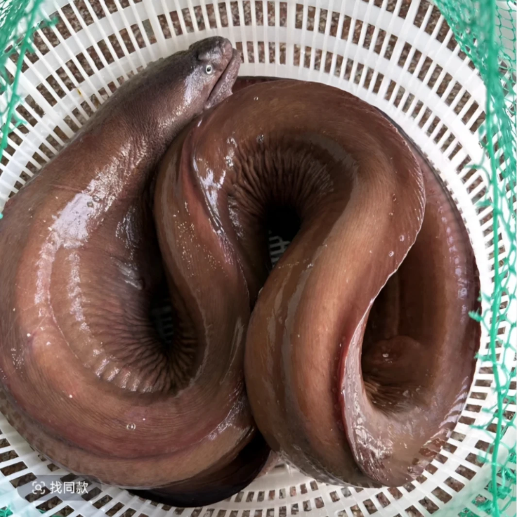 井根 红鳗 顺丰京东发货
