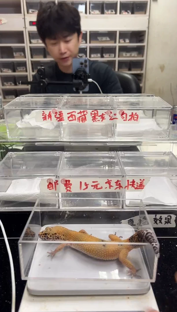 豹纹守宫69豹纹守宫