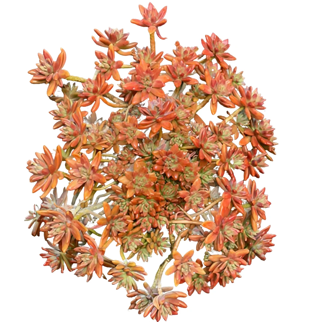 秋丽（土球发货28-30cm）整桩橘红色多肉可露养新手