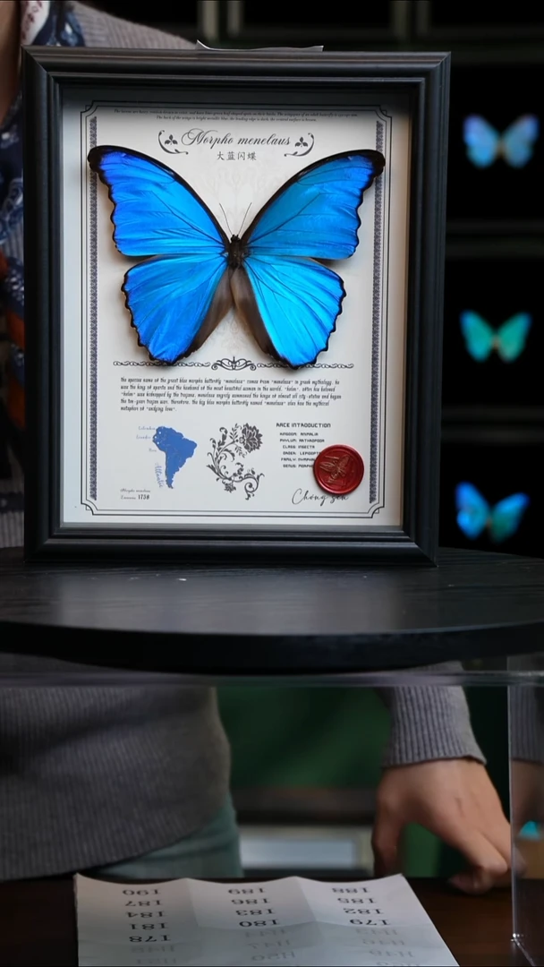 16厘米蓝闪蝶豪华版10寸欧式框（带证书）