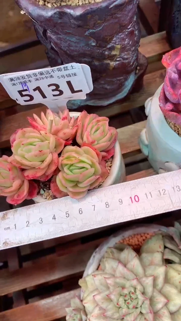 513L（一物一拍，精品多肉，所见即所得 ）