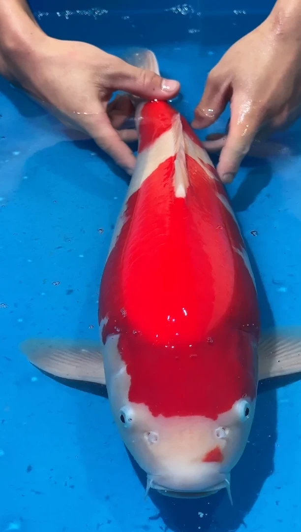 锦鲤佛山金隆锦鲤直播专用闪购链接，不支持7天无理由退货退款