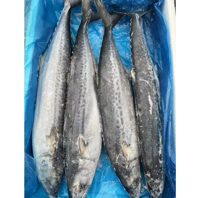 4条渤海湾野生燕鲅500g/条4-4.5斤