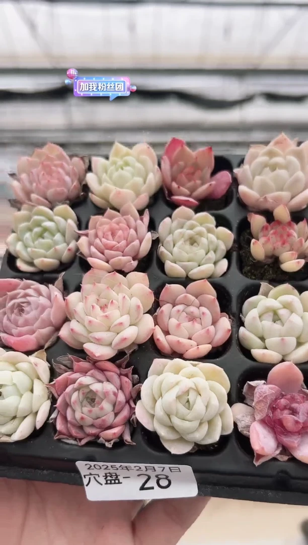 【闪购商品】穴盘-28