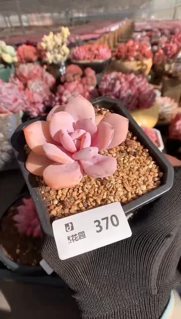 370奶茶一物一拍888