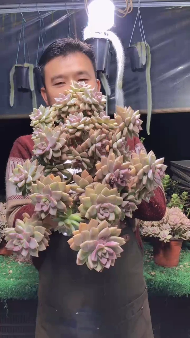 228淡雪缀化一物一拍