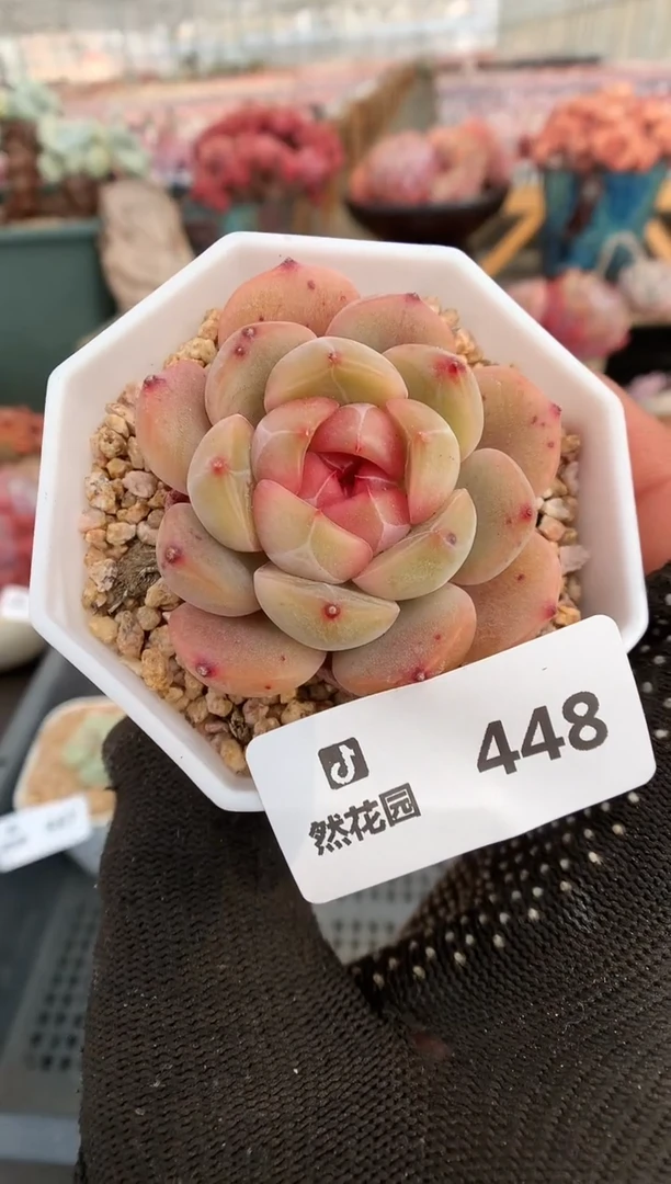 【闪购商品】448糖心一物一拍