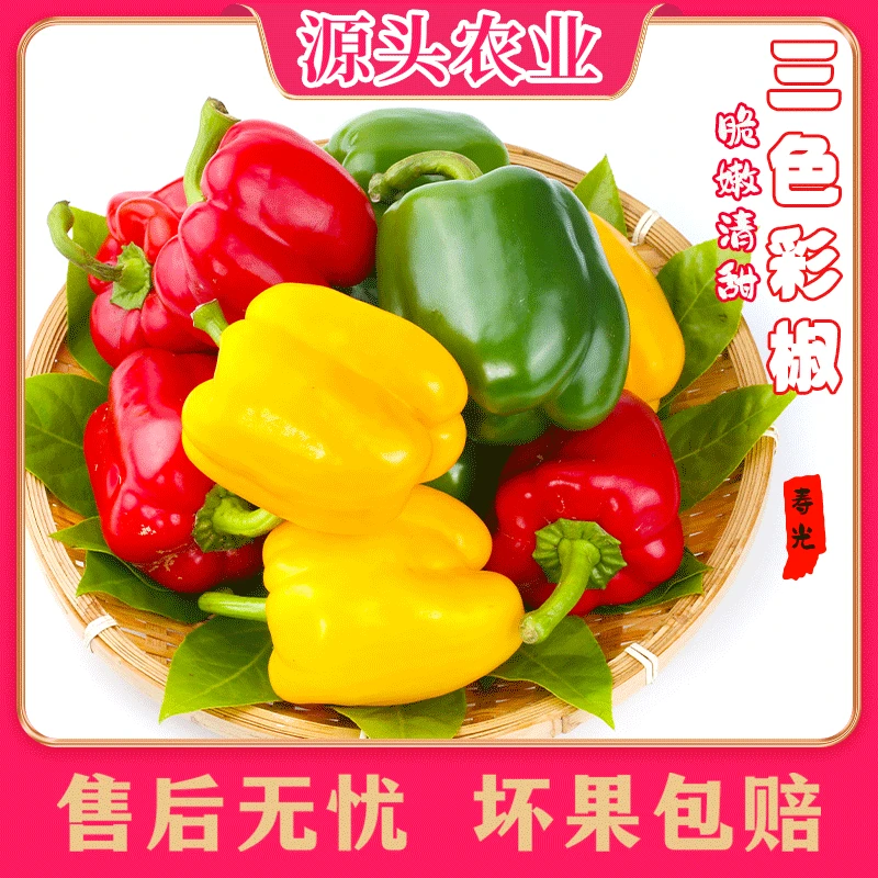 【水果彩椒】山东寿光新鲜蔬菜三色彩椒3斤 S