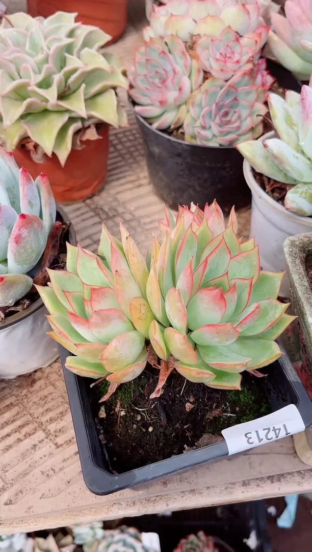 s****614213多肉植物一物一拍
