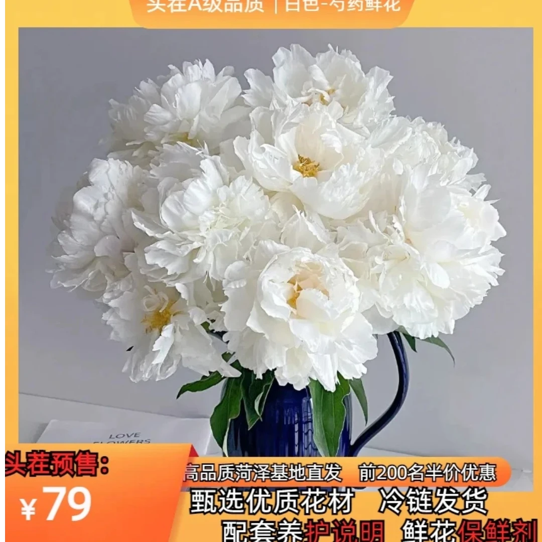 预售  白色-芍药鲜切花10枝   菏泽基地直发