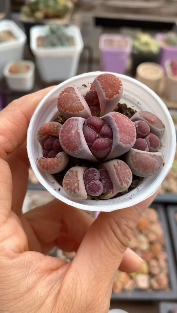 【闪购商品】6469直播一物一拍