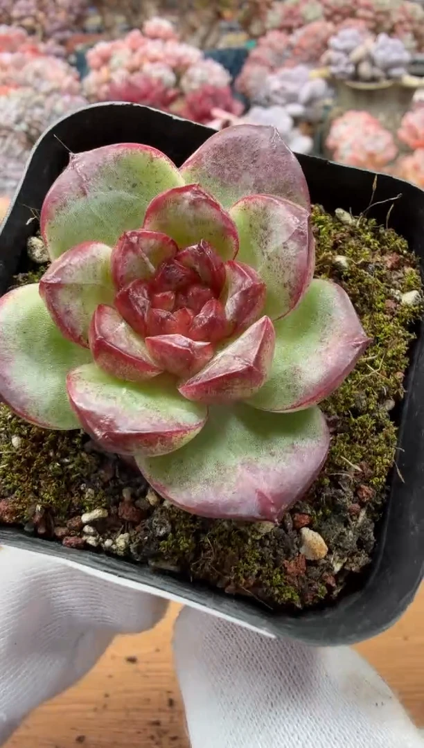 东云多肉园二店-69