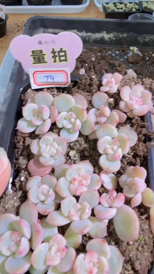 T9切糕1盒 量拍多肉植物