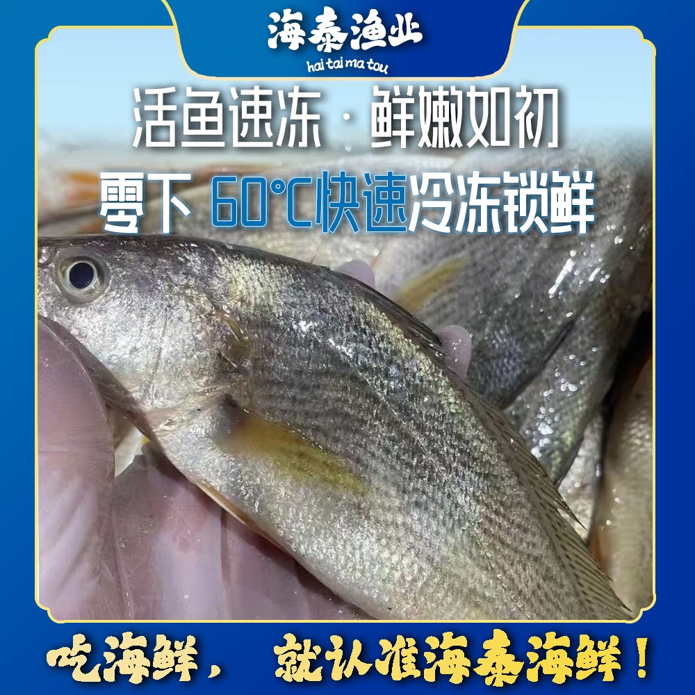 【阿慧专属】【椿子鱼】海泰码头 深海捕捞 鲜活速冻 锁鲜冷链到家