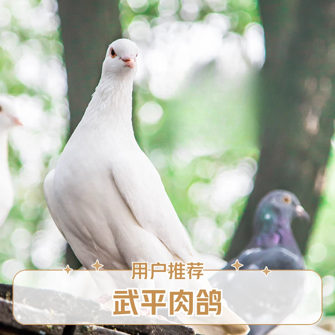 【青年鸽】农家散养土鸽粮食喂养新鲜现杀鸽子单只四到六两顺丰包邮