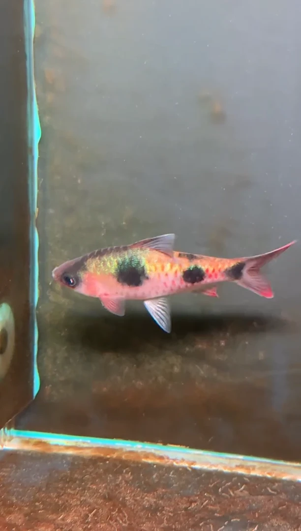 金鱼印度进口红点道金斯鲃