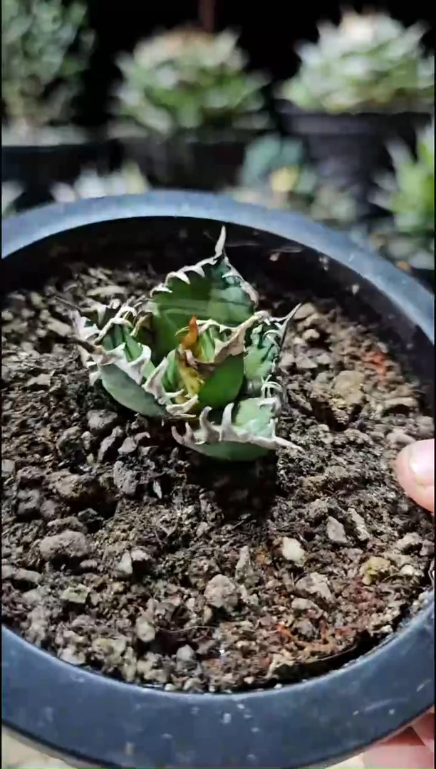 红猫 有根苗 基因保证非组培 / 直播特价 下播结束