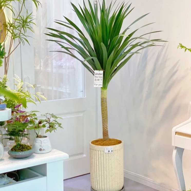 龙血树龙须树 室内盆栽客厅办公室内外大型植物清新空气吸收甲醛1