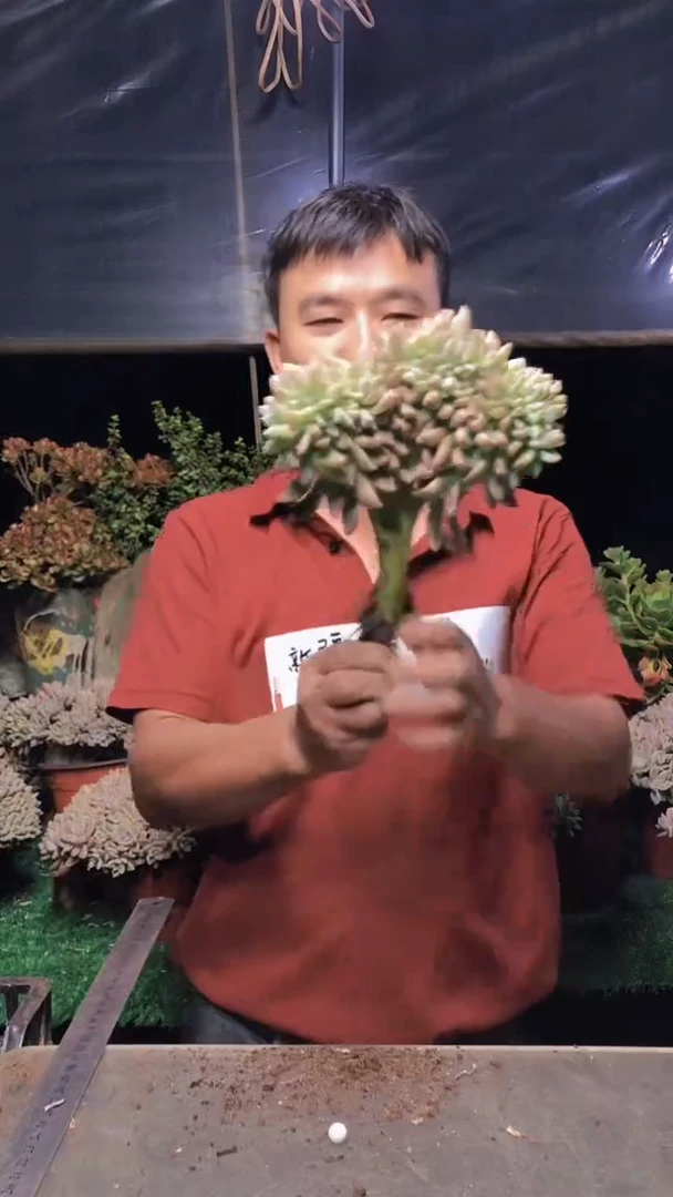 244淡雪缀化一物一拍