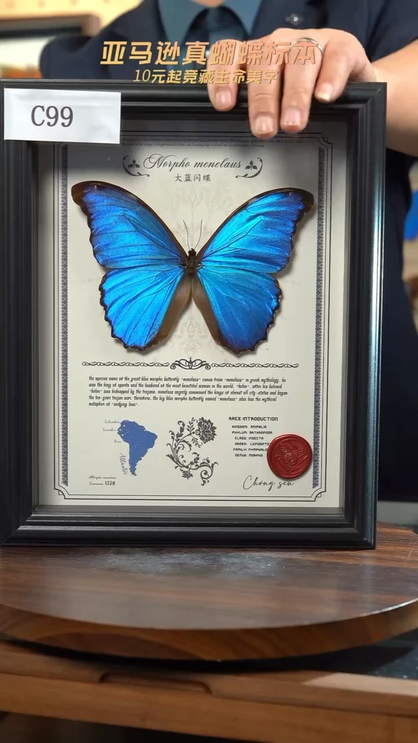 蝴蝶标本摆件竞拍大蓝闪蝶c99