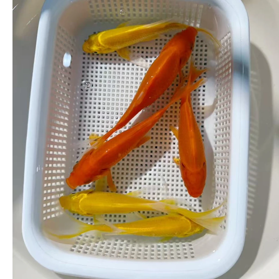 【黄金+红金】4条12-14公分冷水观赏鱼好养耐活