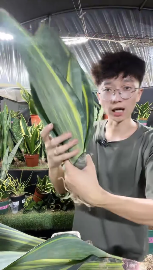 双叶大号黄金宝镜26.8