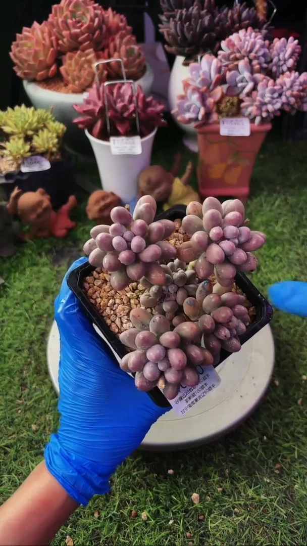 昆明印象多肉10640