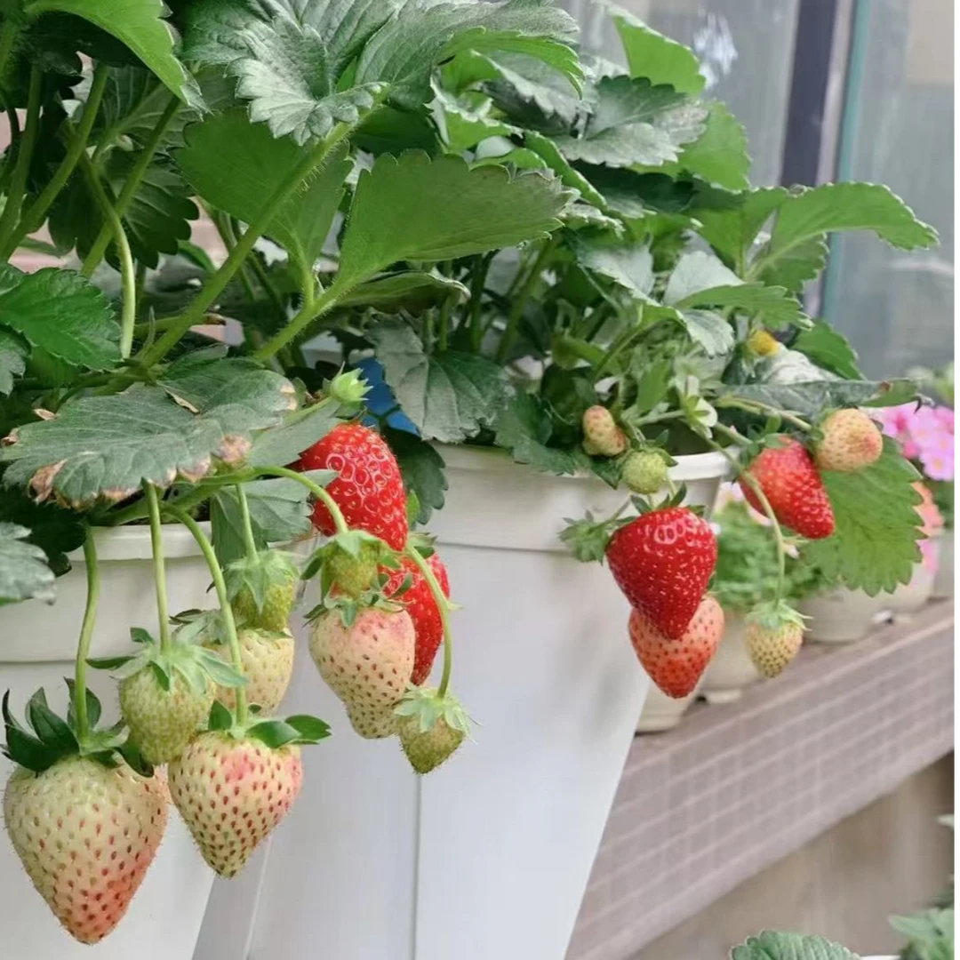 【奶香草莓带果】1加仑盆 盆栽室内阳台种植 四季结果 新手好养活