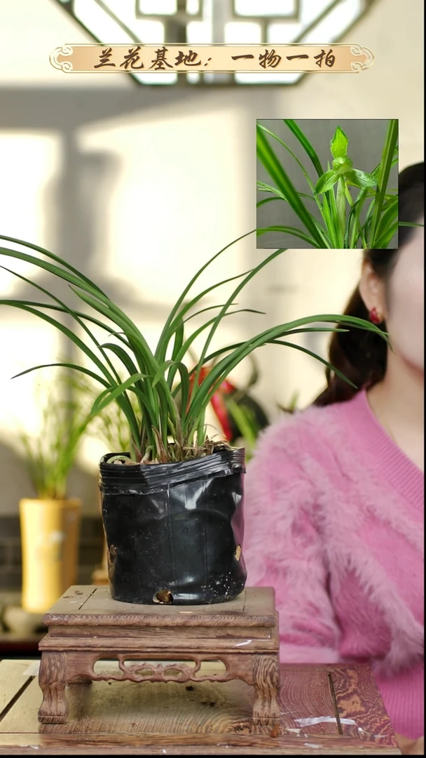 完全开放春兰张荷素