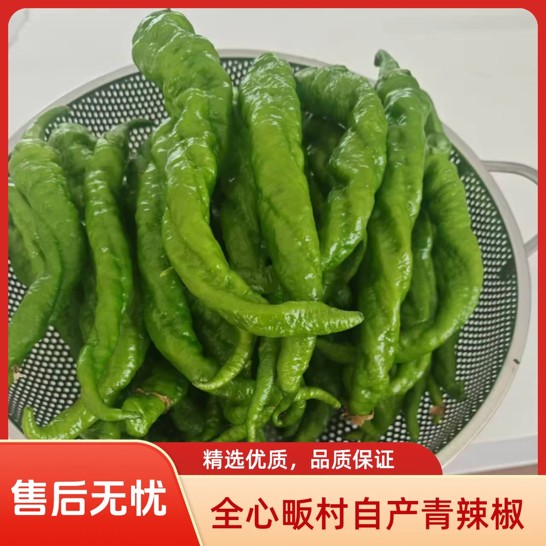 农村自种新鲜辣椒螺蛳椒青椒现摘现发