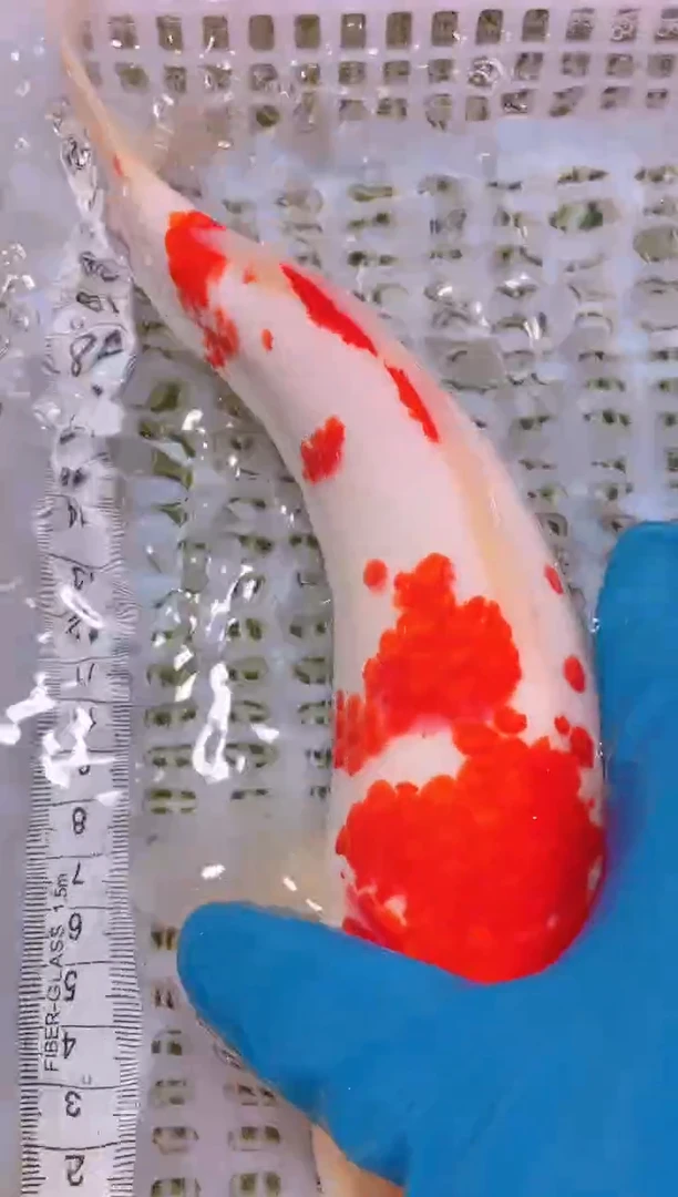 锦鲤冷水观赏鱼全场包邮141